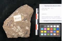 Foto (Objekt + Etikett) von Plantae indet.  (NHMW-GEO-2024-0188-11548)